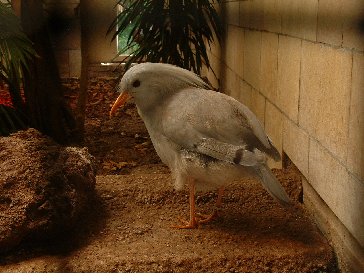 Kagu