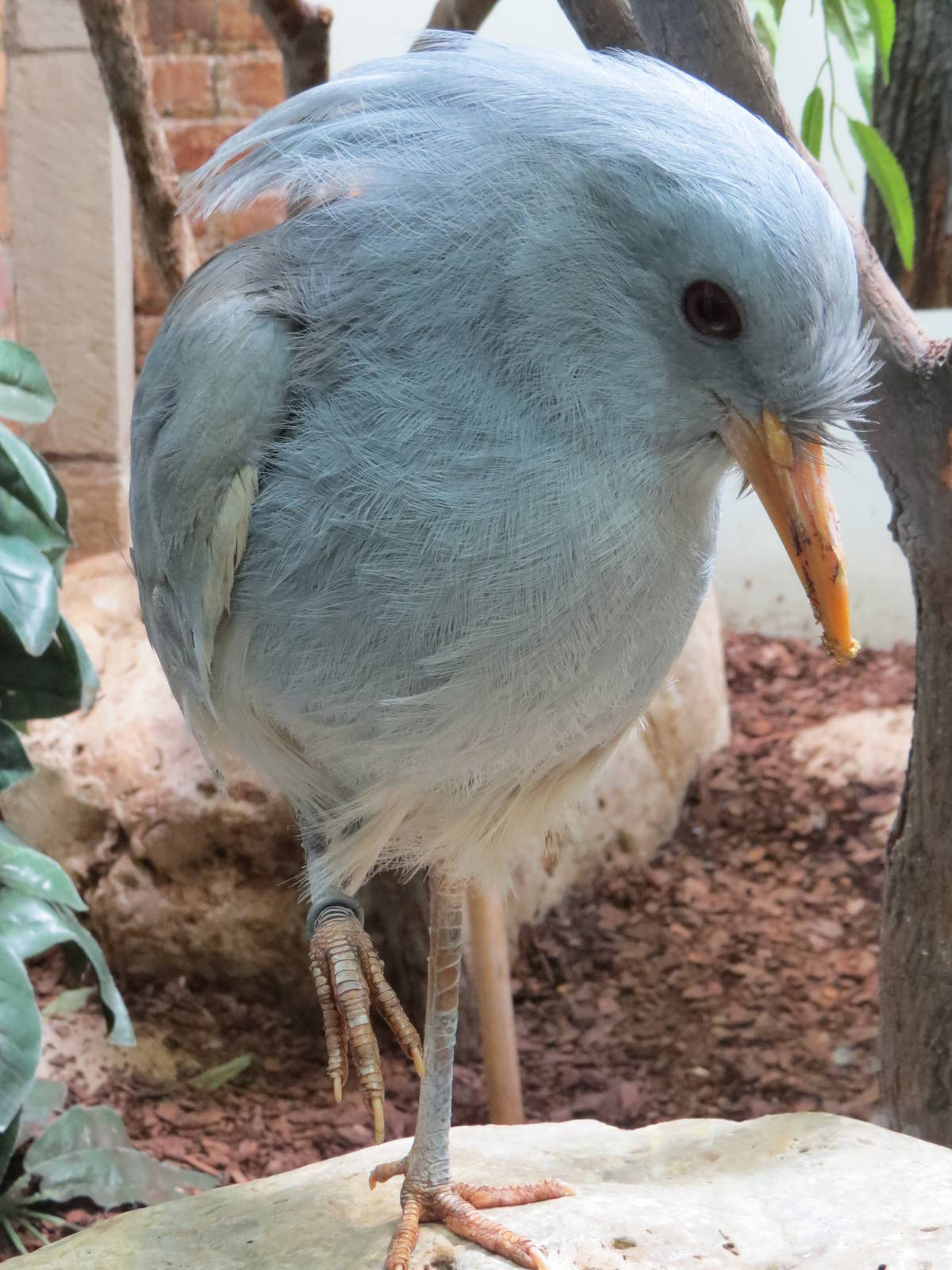 Kagu