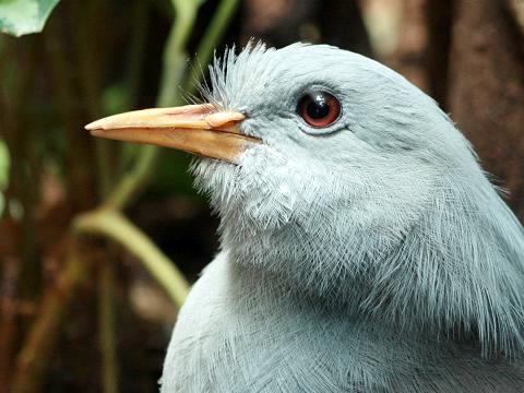 Kagu