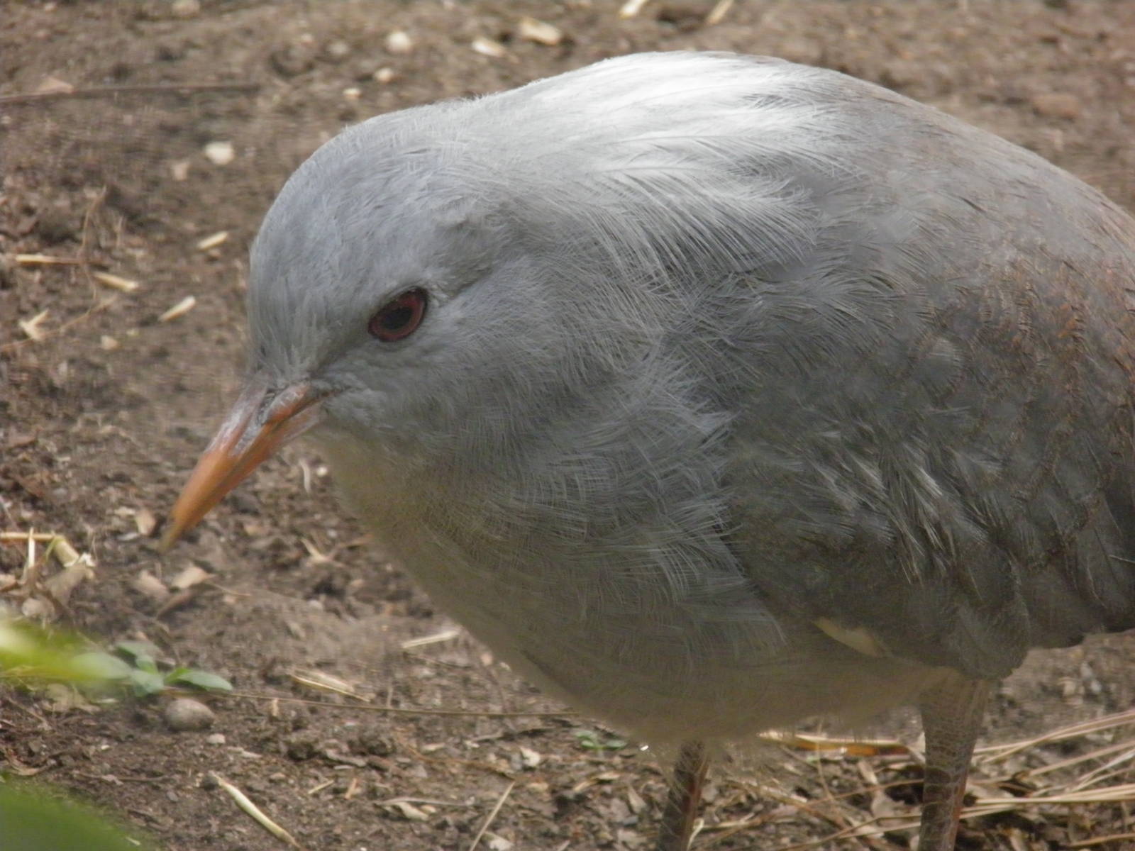 Kagu