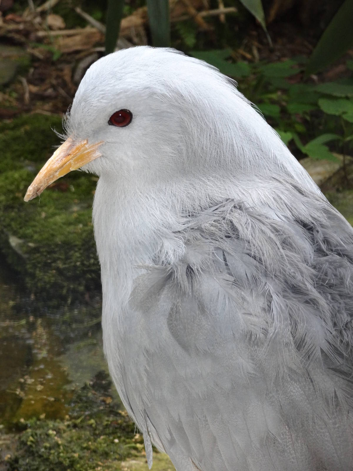 Kagu