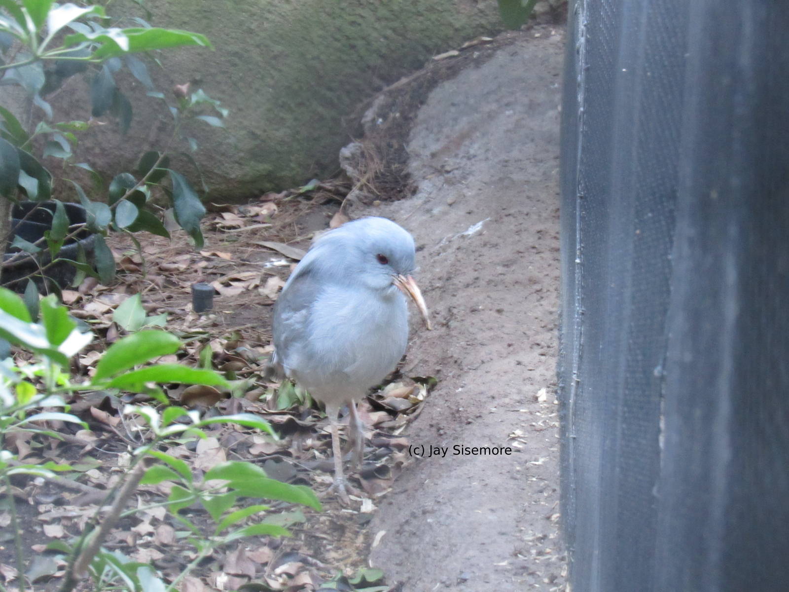 Kagu