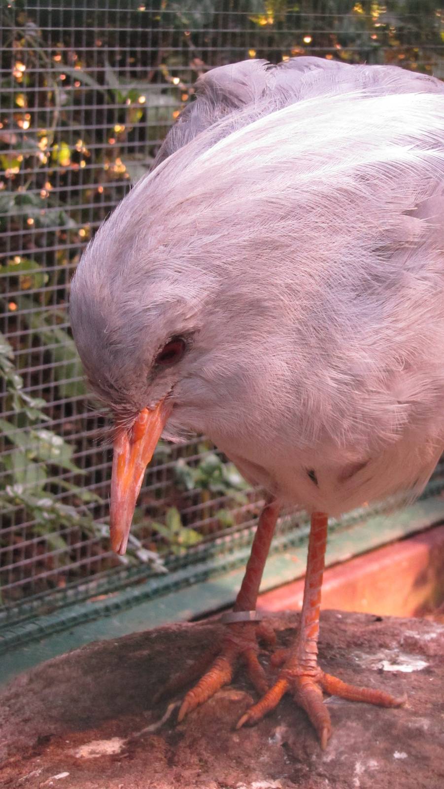 Kagu