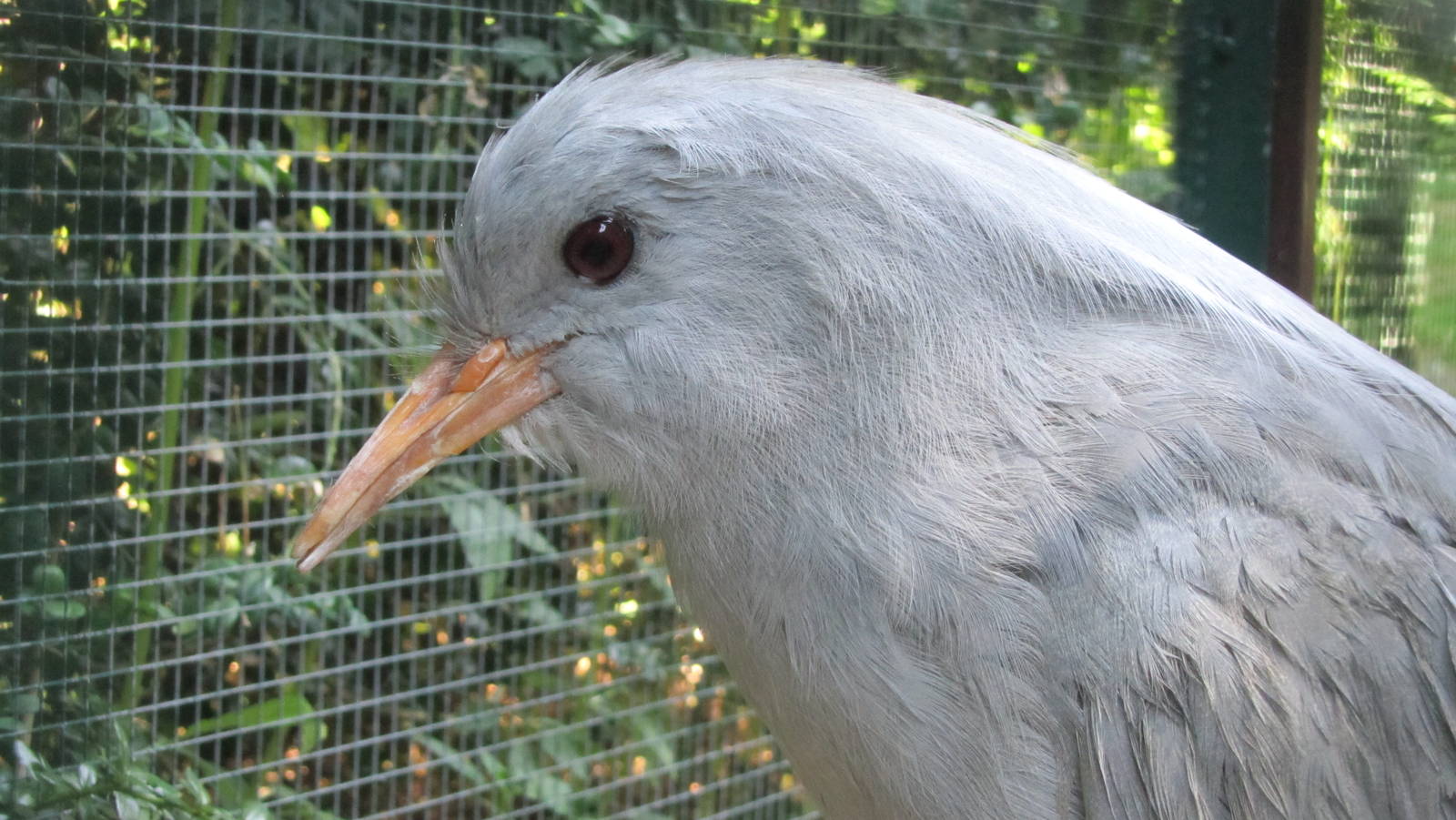 Kagu