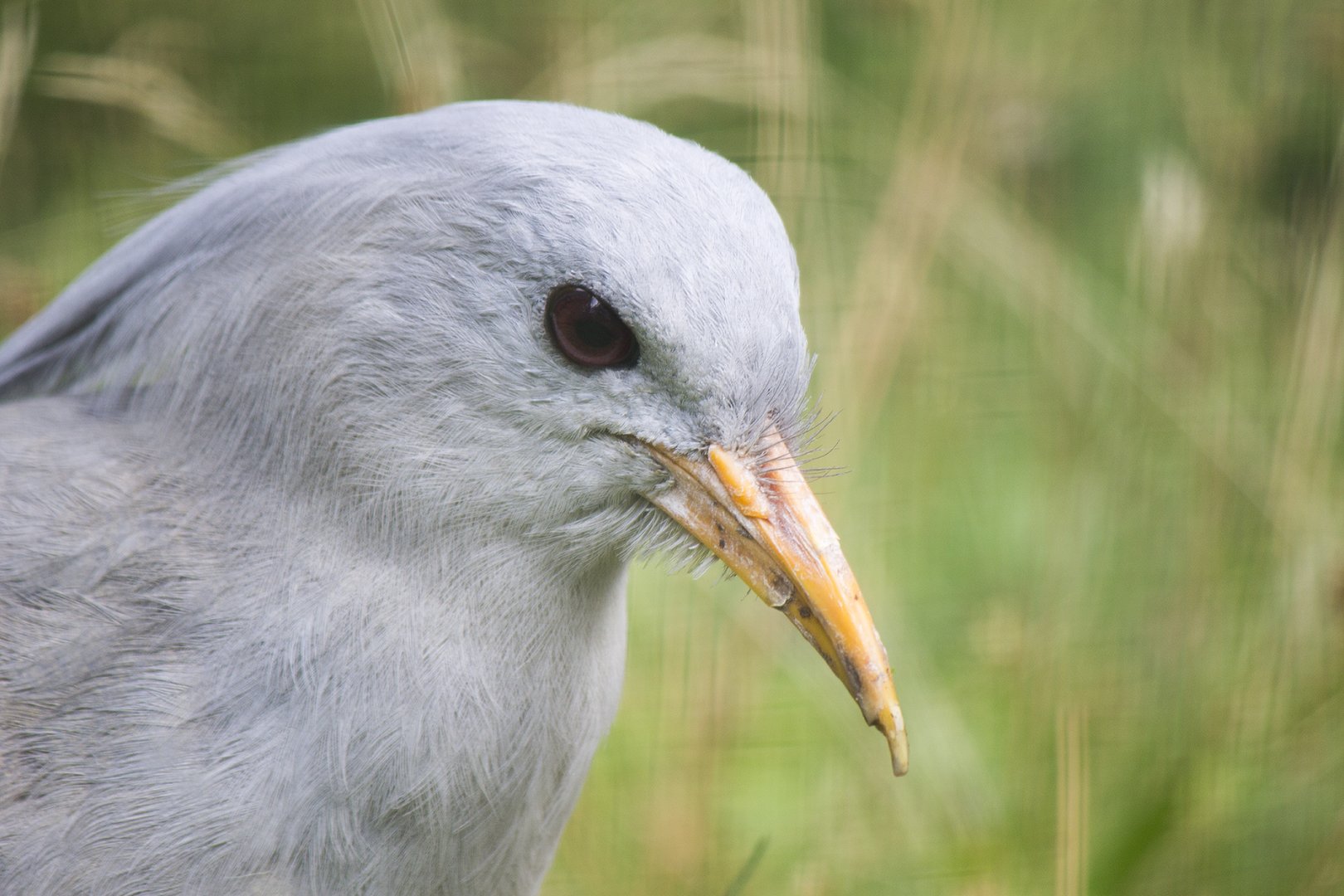 Kagu