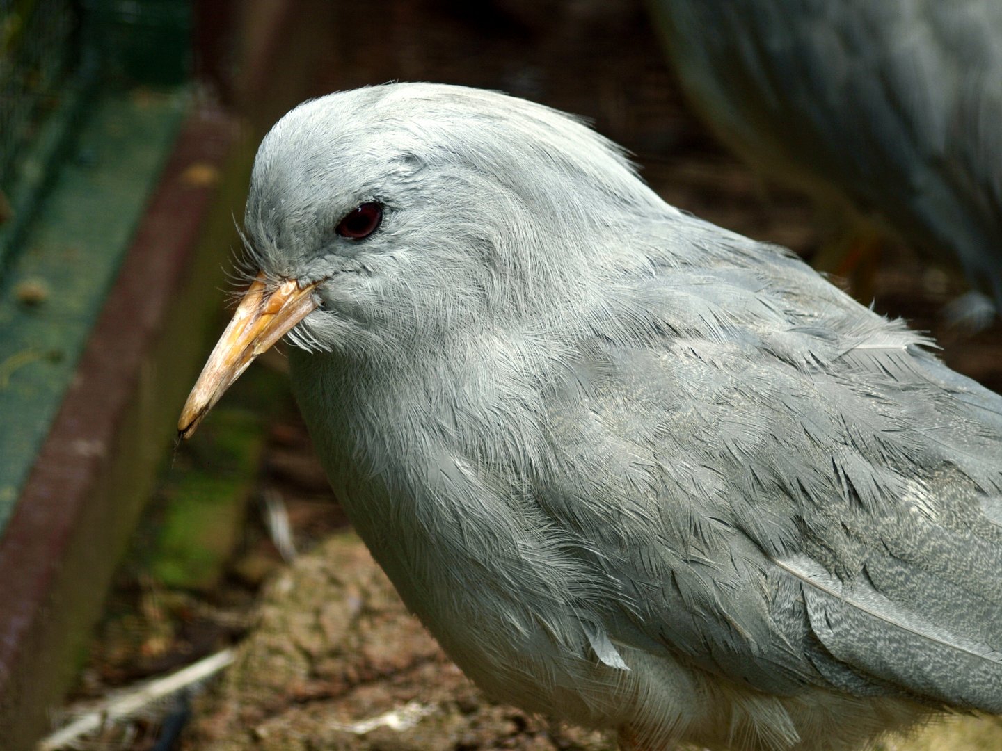 Kagu