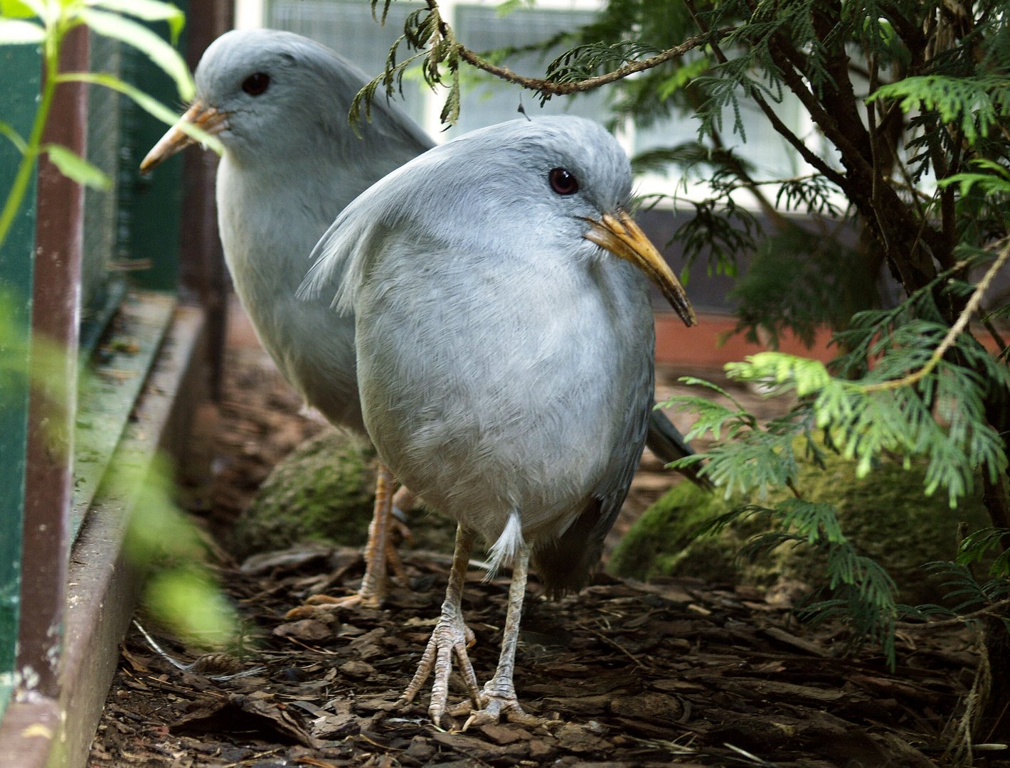 Kagu