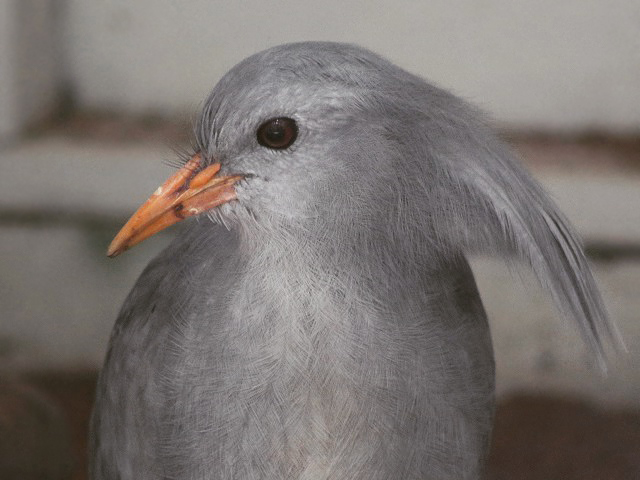 Kagu