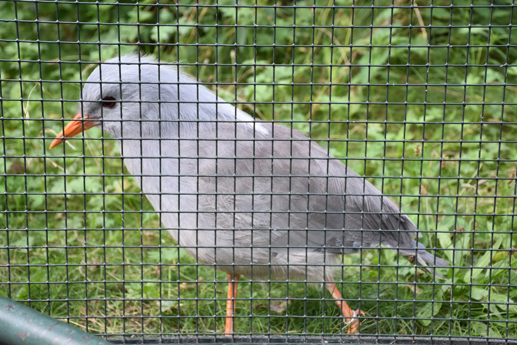 Kagu
