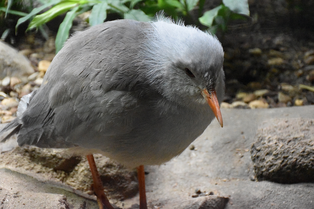 Kagu