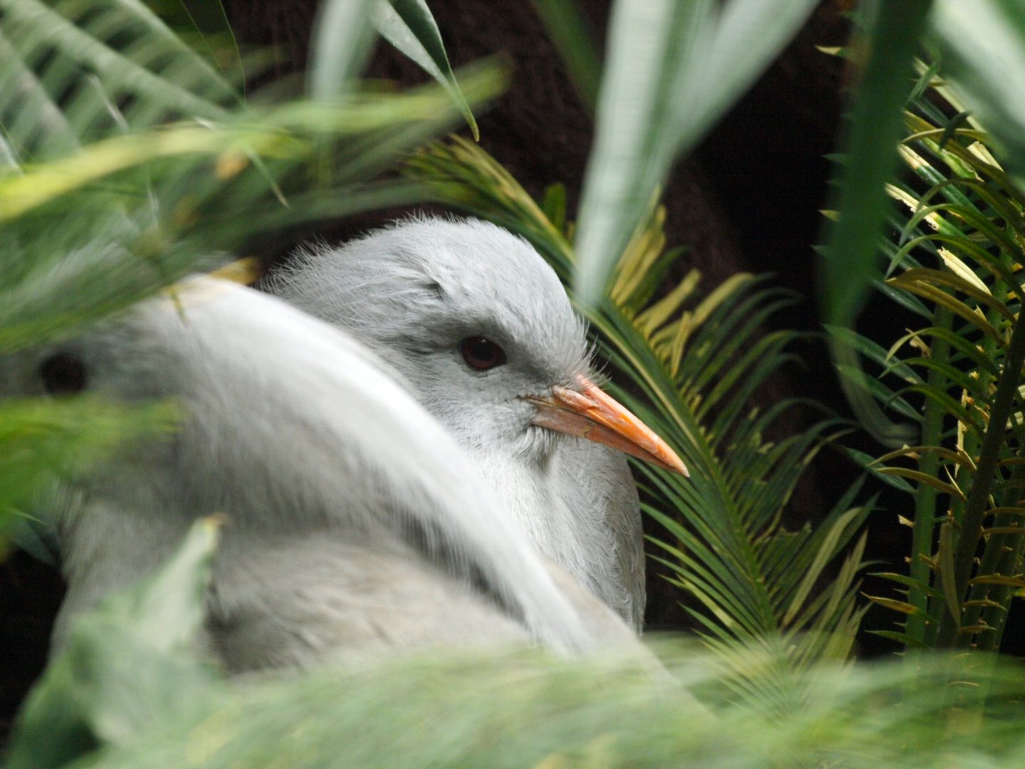 Kagu