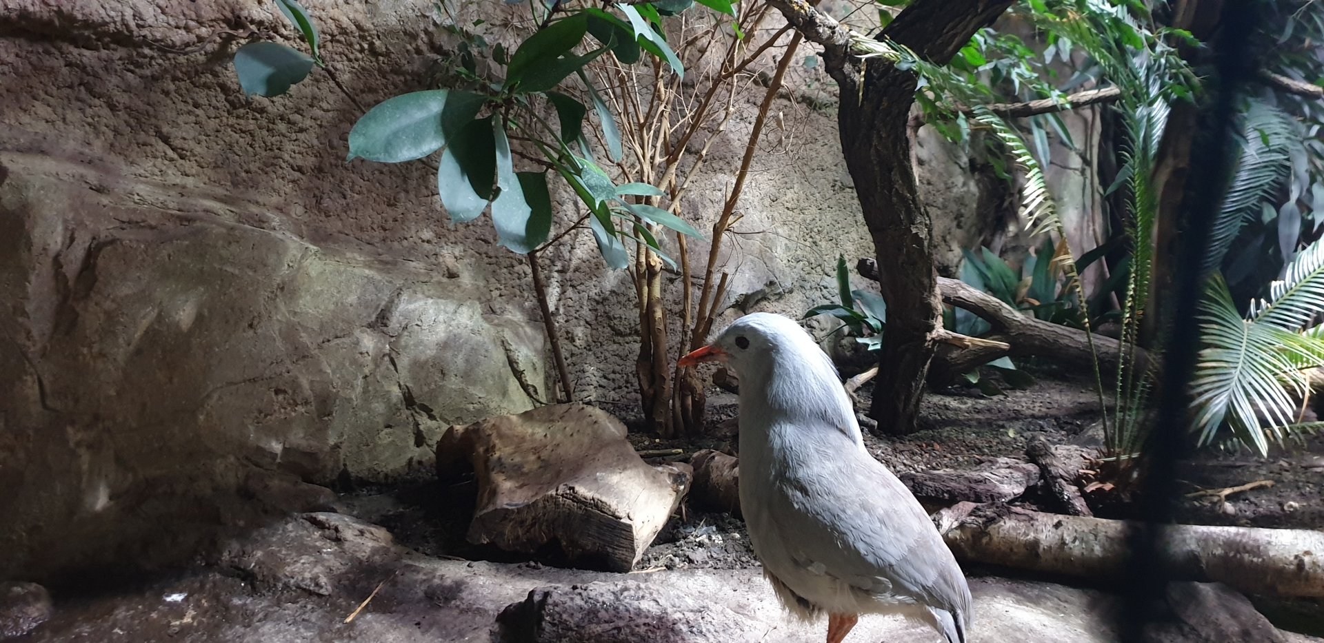 Kagu