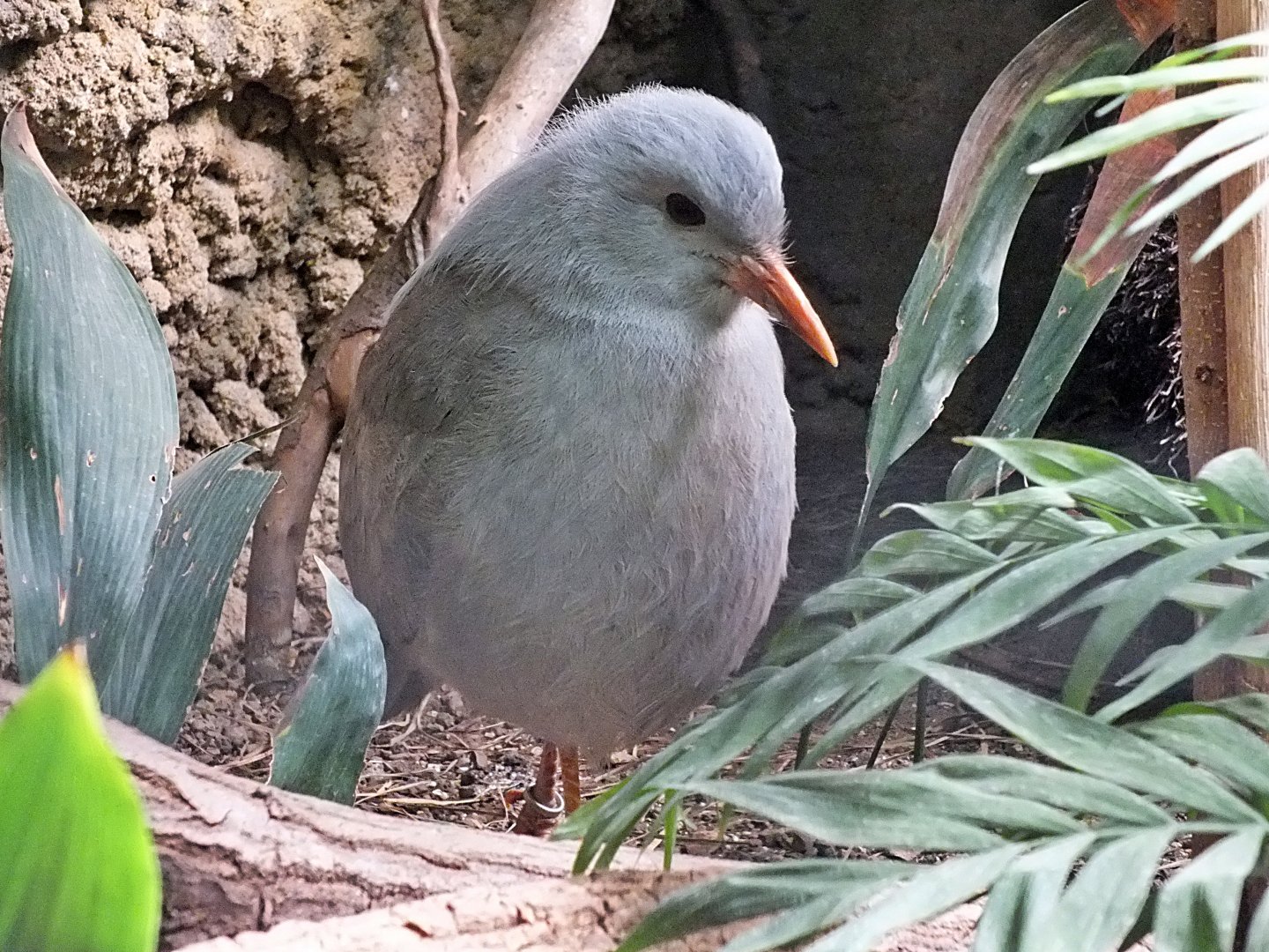 Kagu