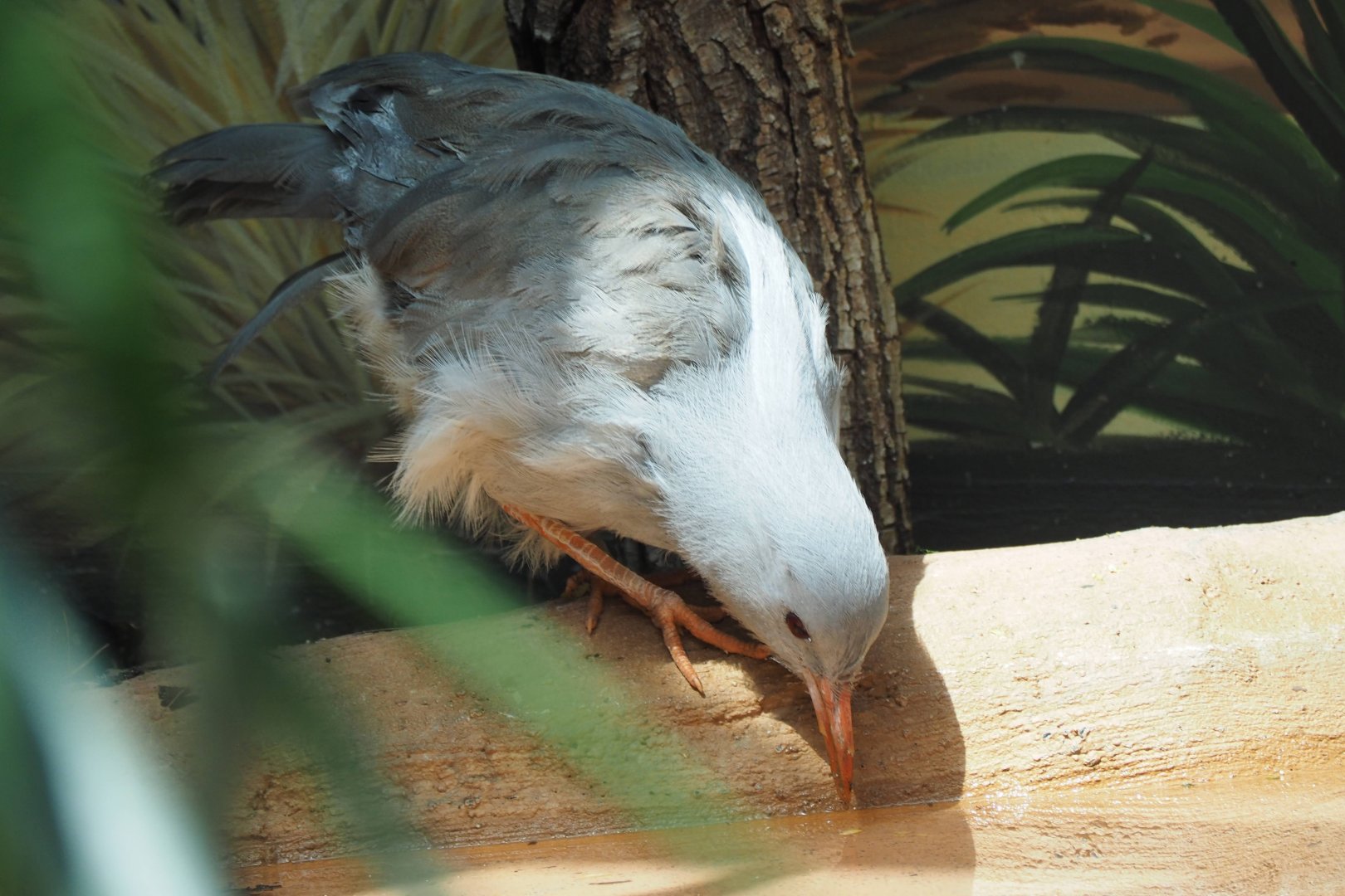 Kagu