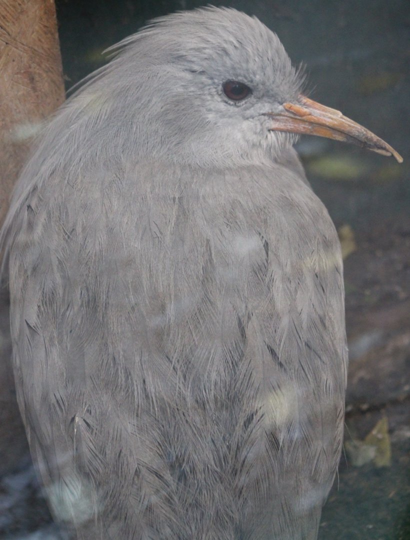 Kagu