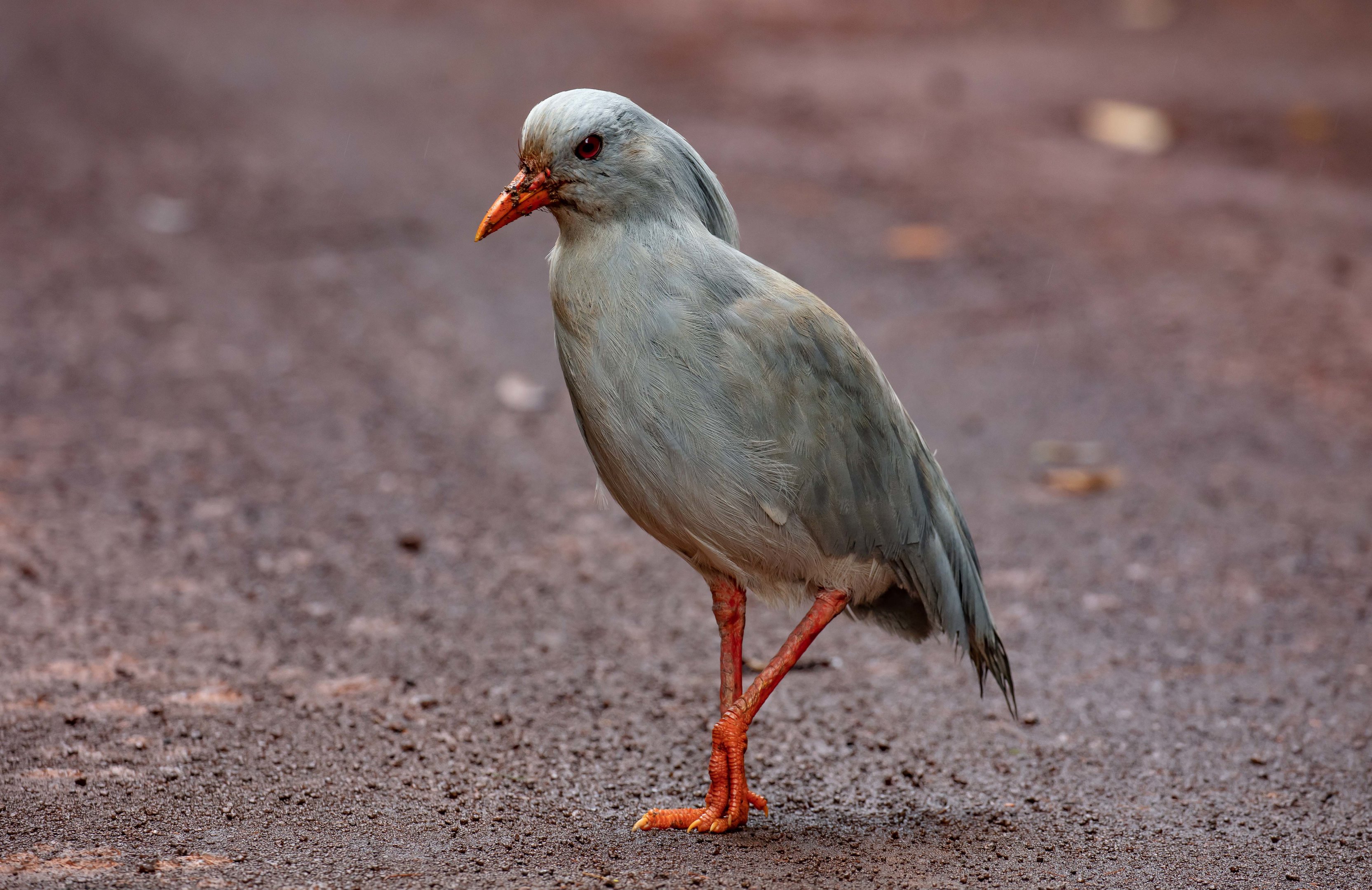 Kagu