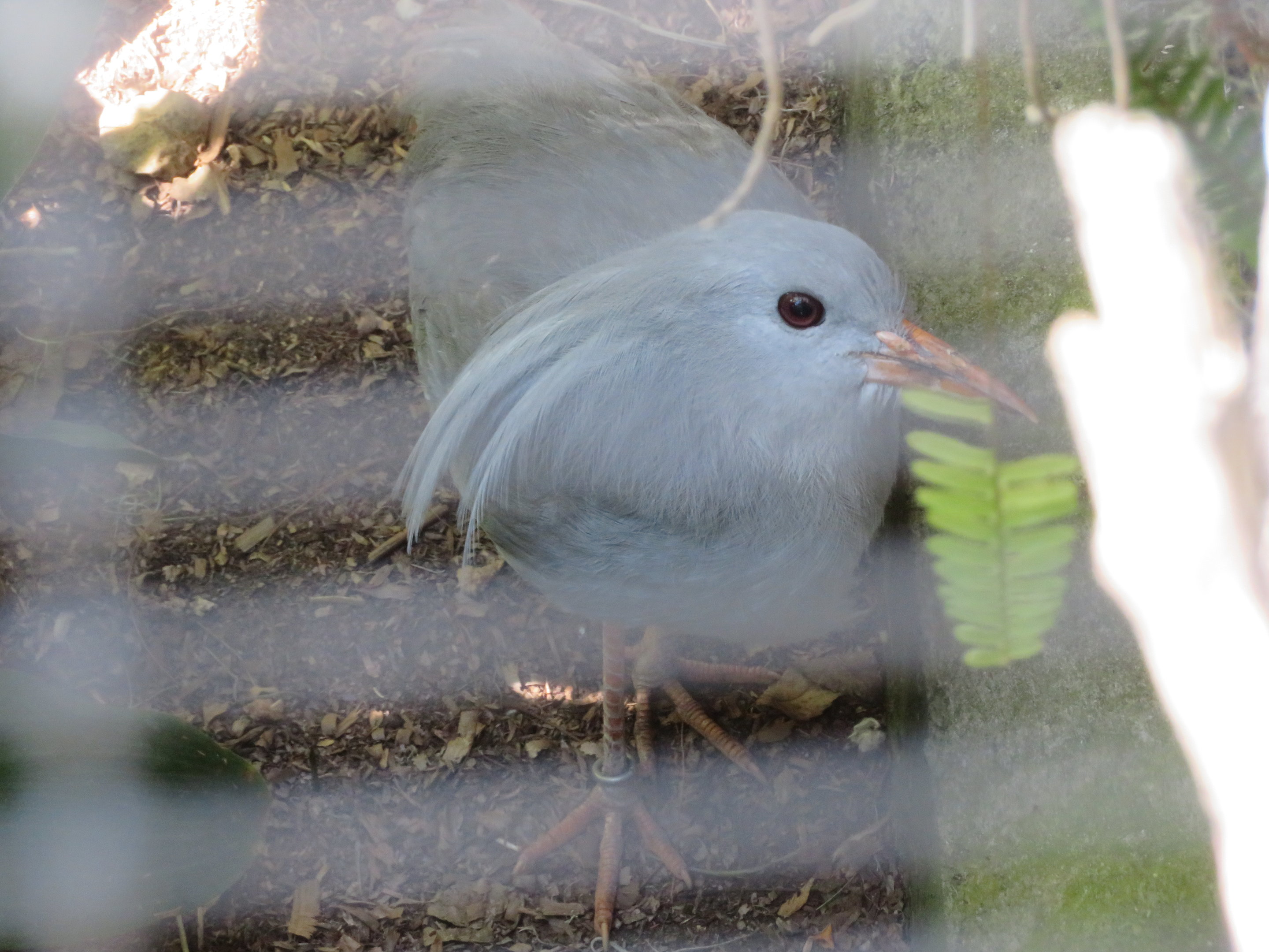 Kagu