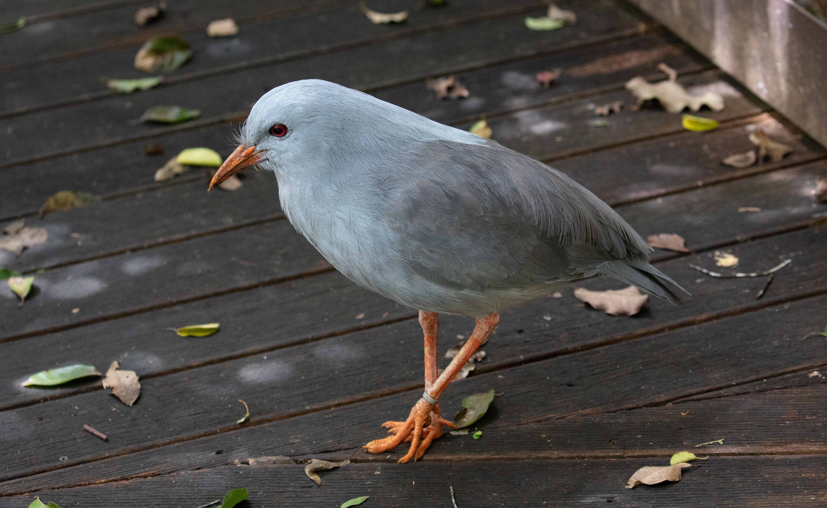 Kagu