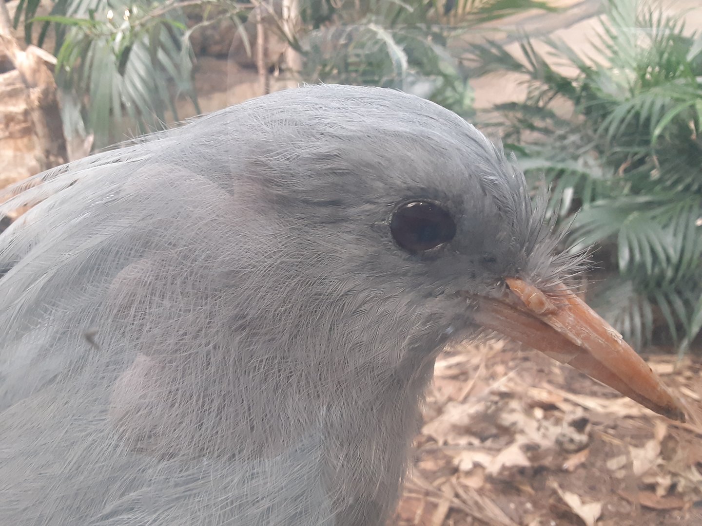Kagu