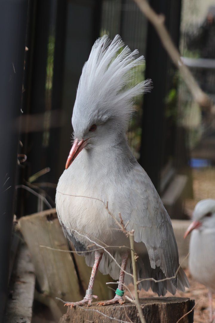 Kagu