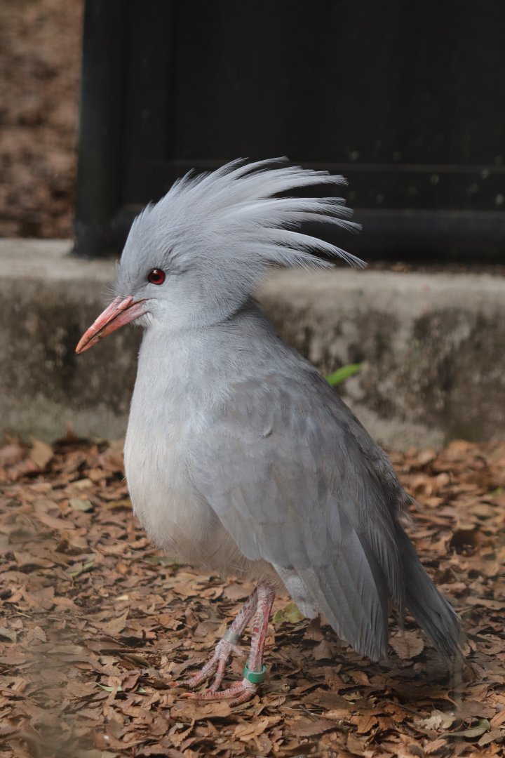 Kagu