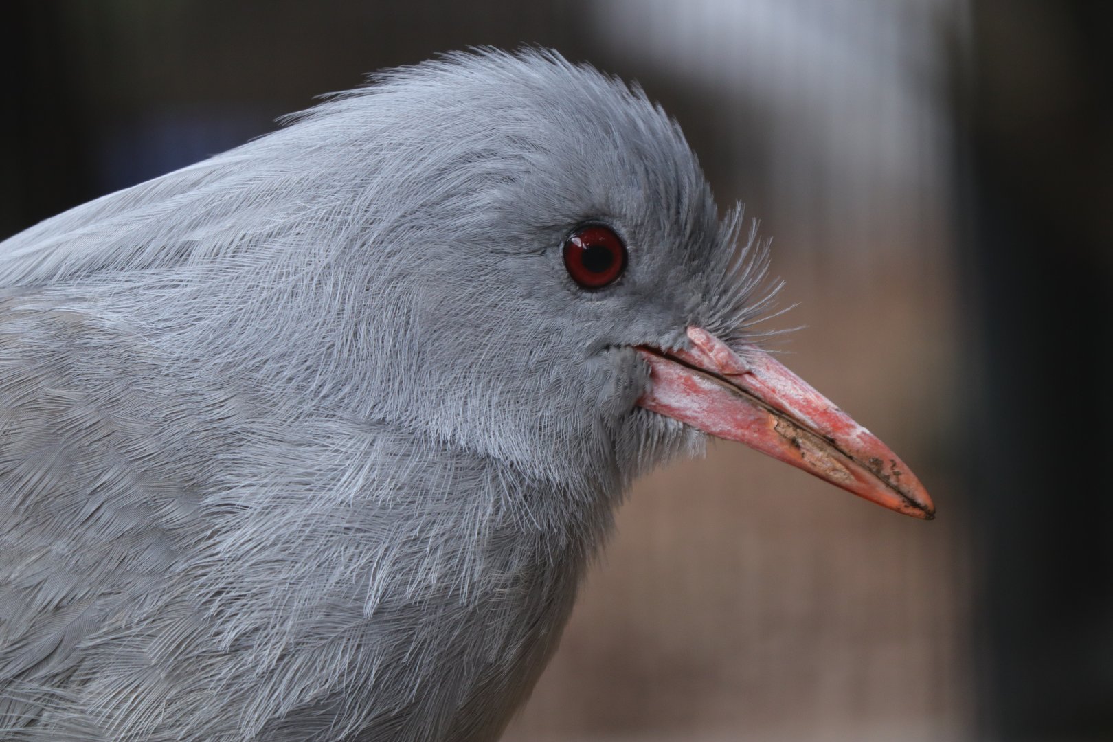 Kagu