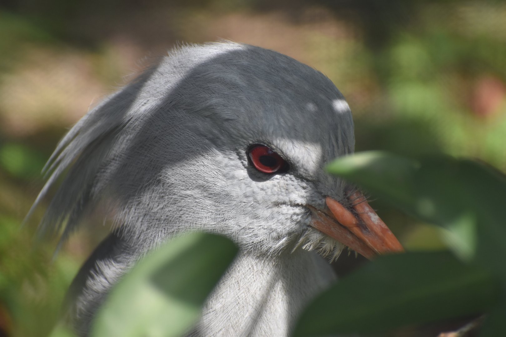 Kagu
