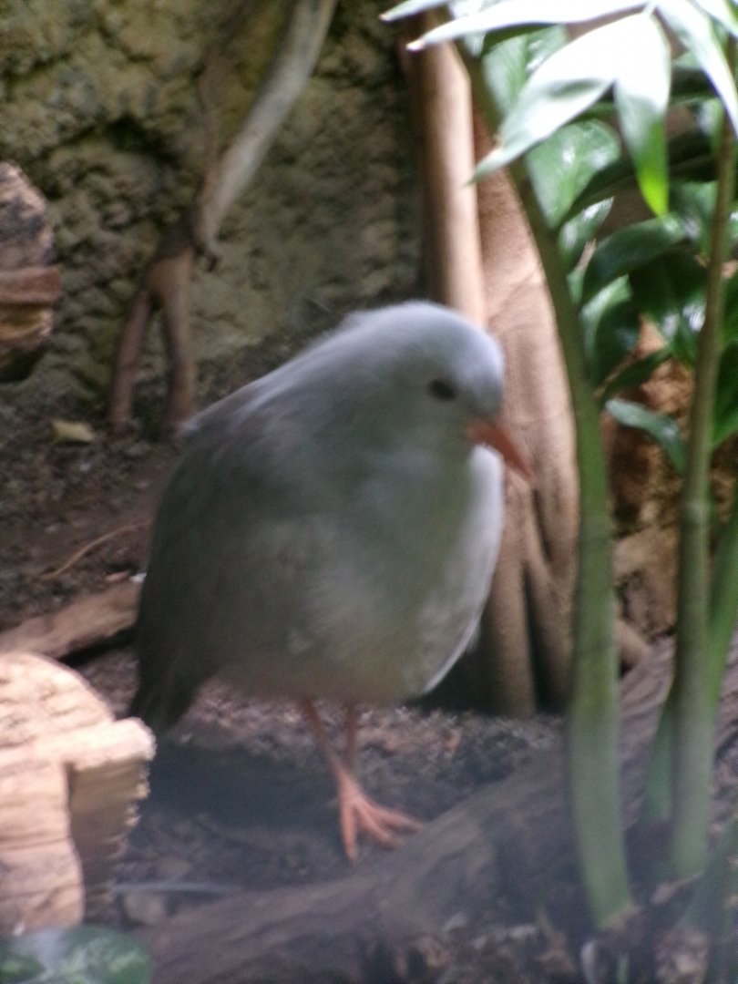Kagu