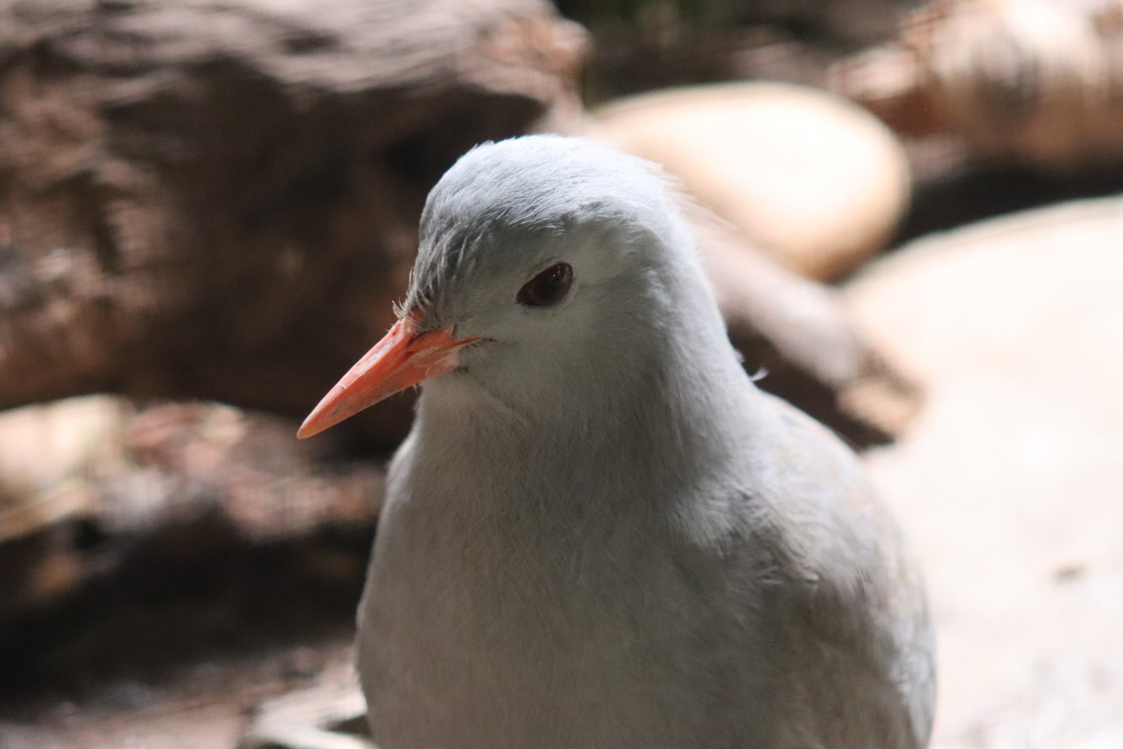 Kagu
