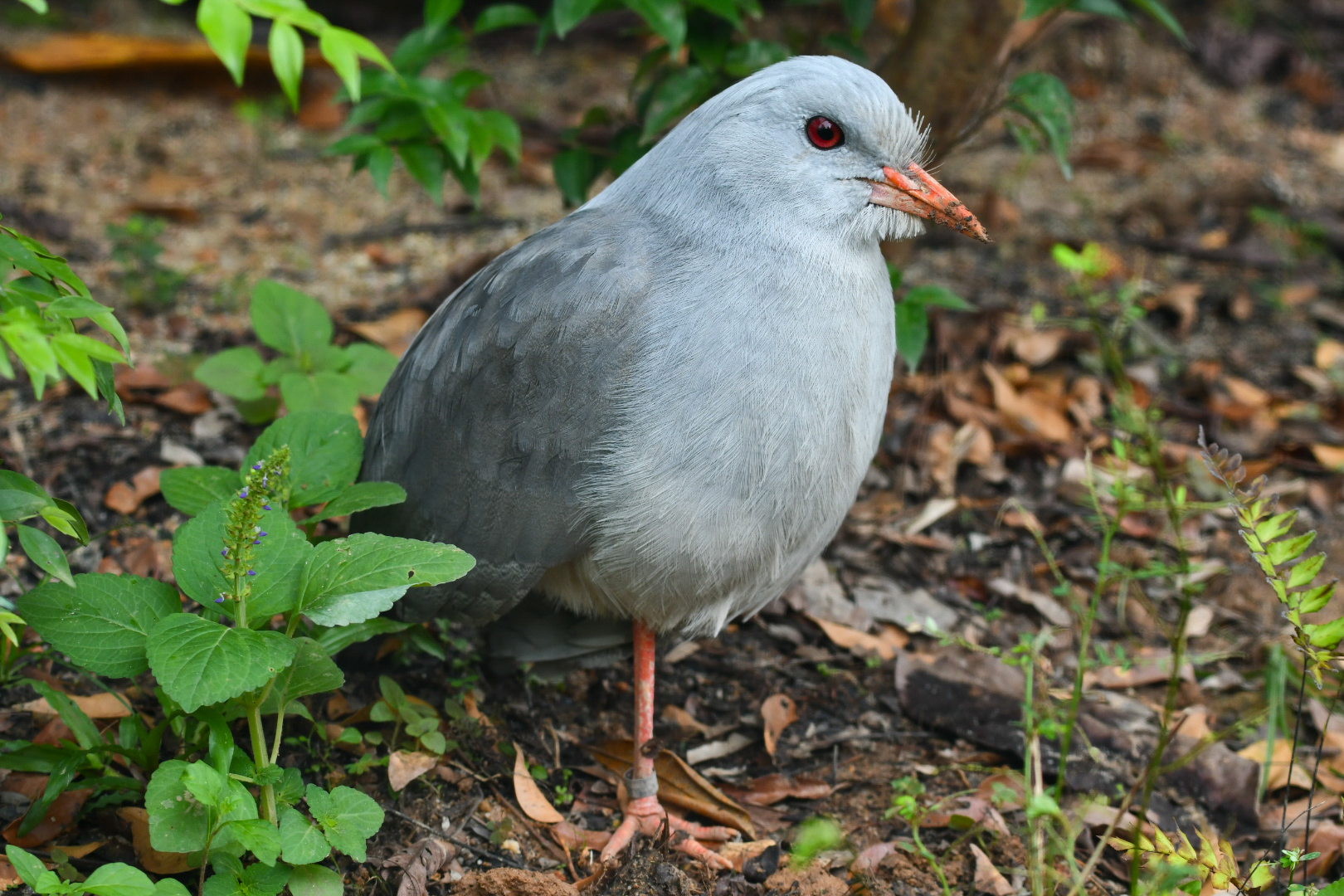 Kagu