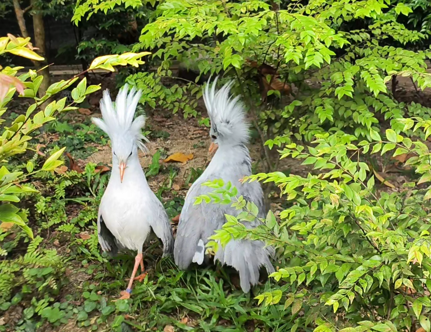 Kagu