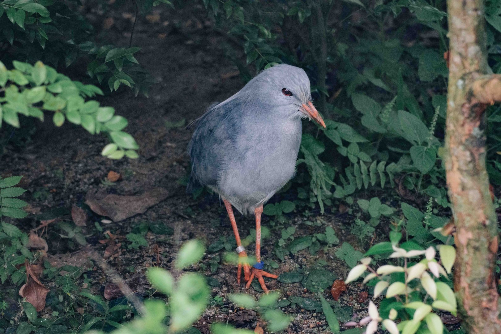 Kagu