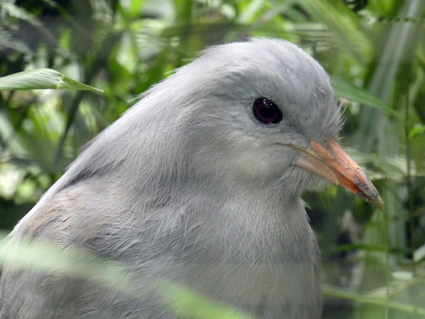 Kagu