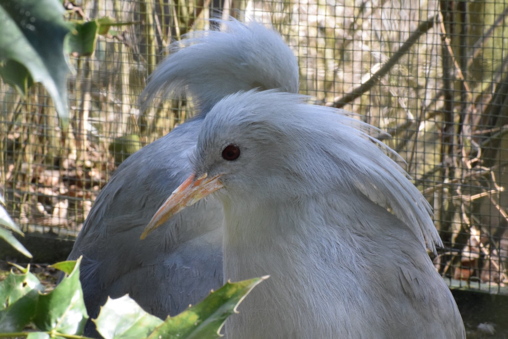 Kagu