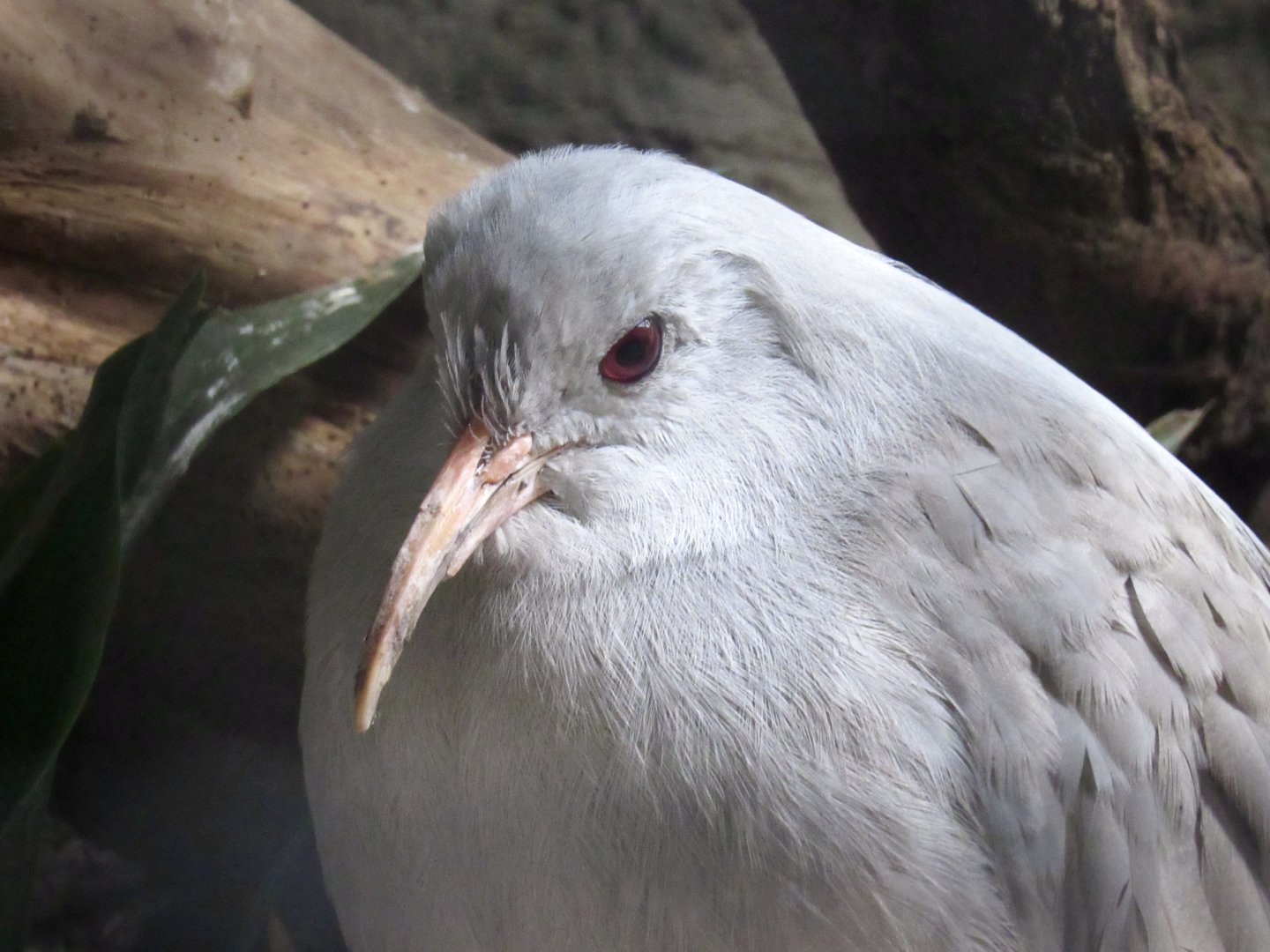 Kagu