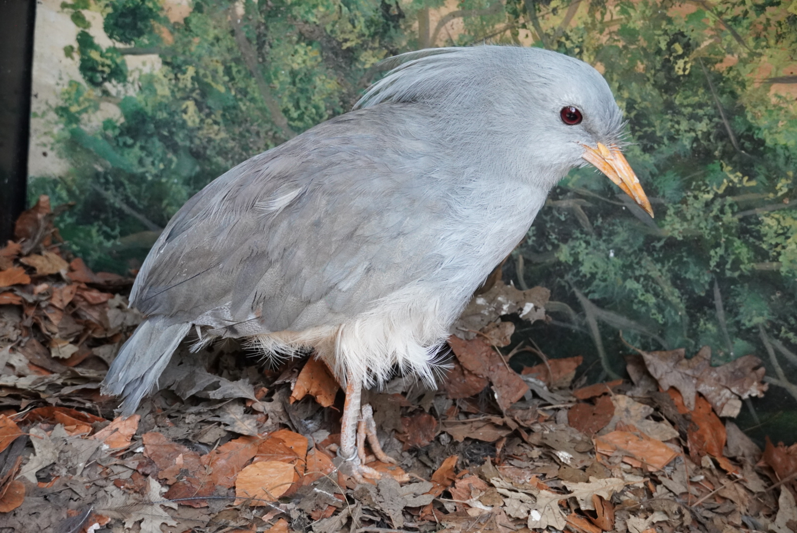 Kagu