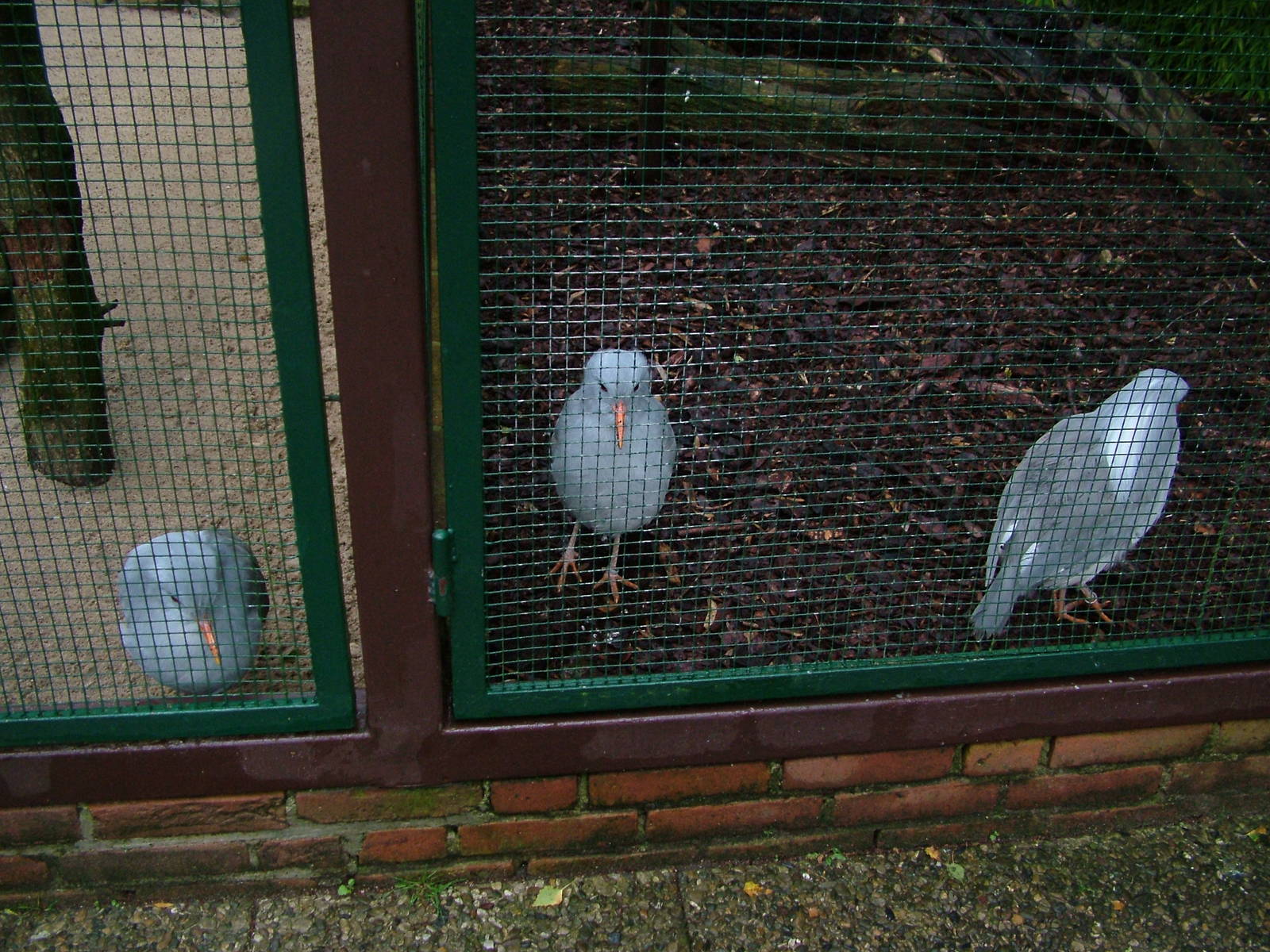 Kagus (Rhynochetos jubatus) at Walsrode 2007