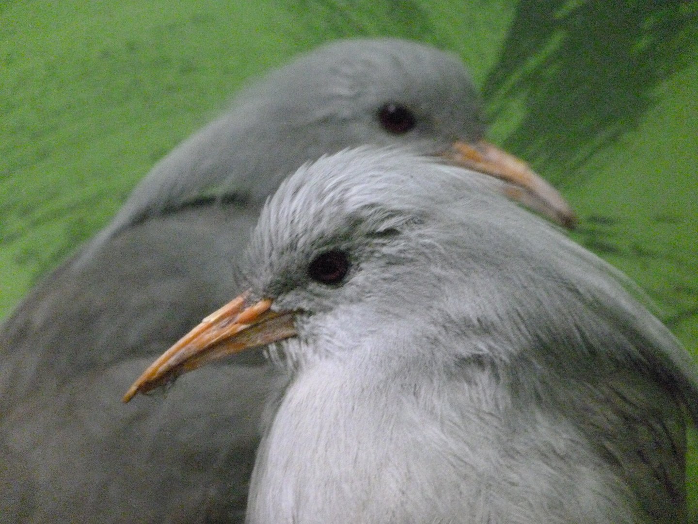 Kagus -Zoo Plzeň (2025)