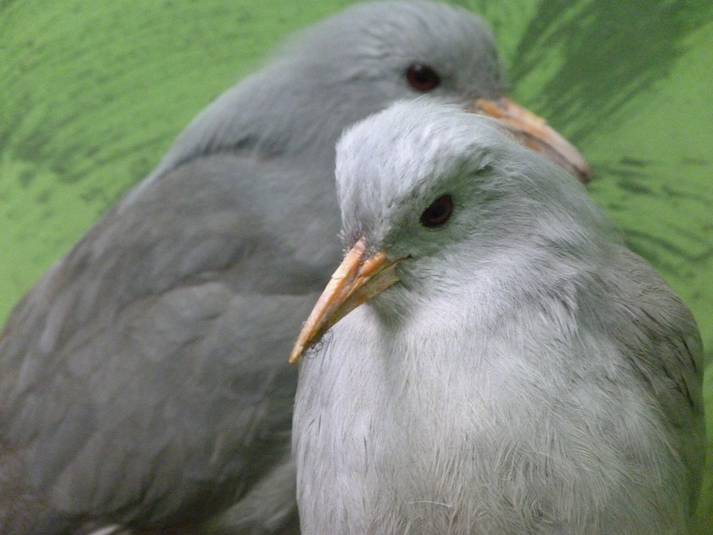 Kagus -Zoo Plzeň (2025)