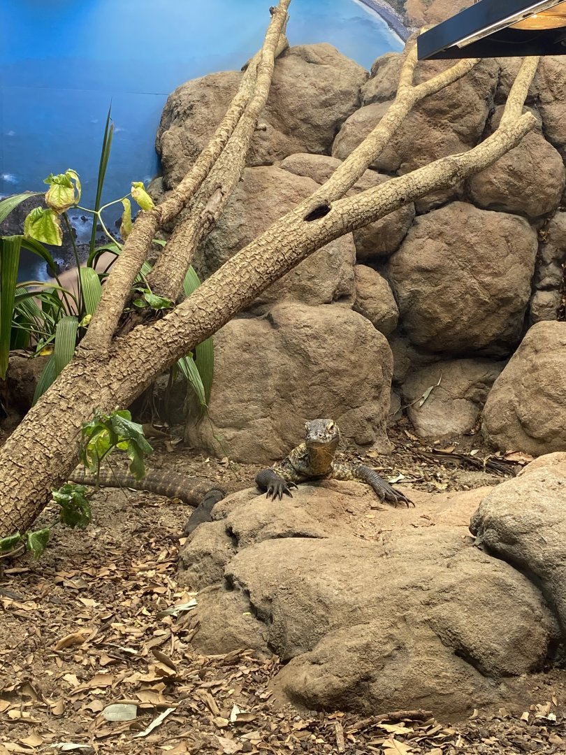 Kahn - Female Komodo Dragon