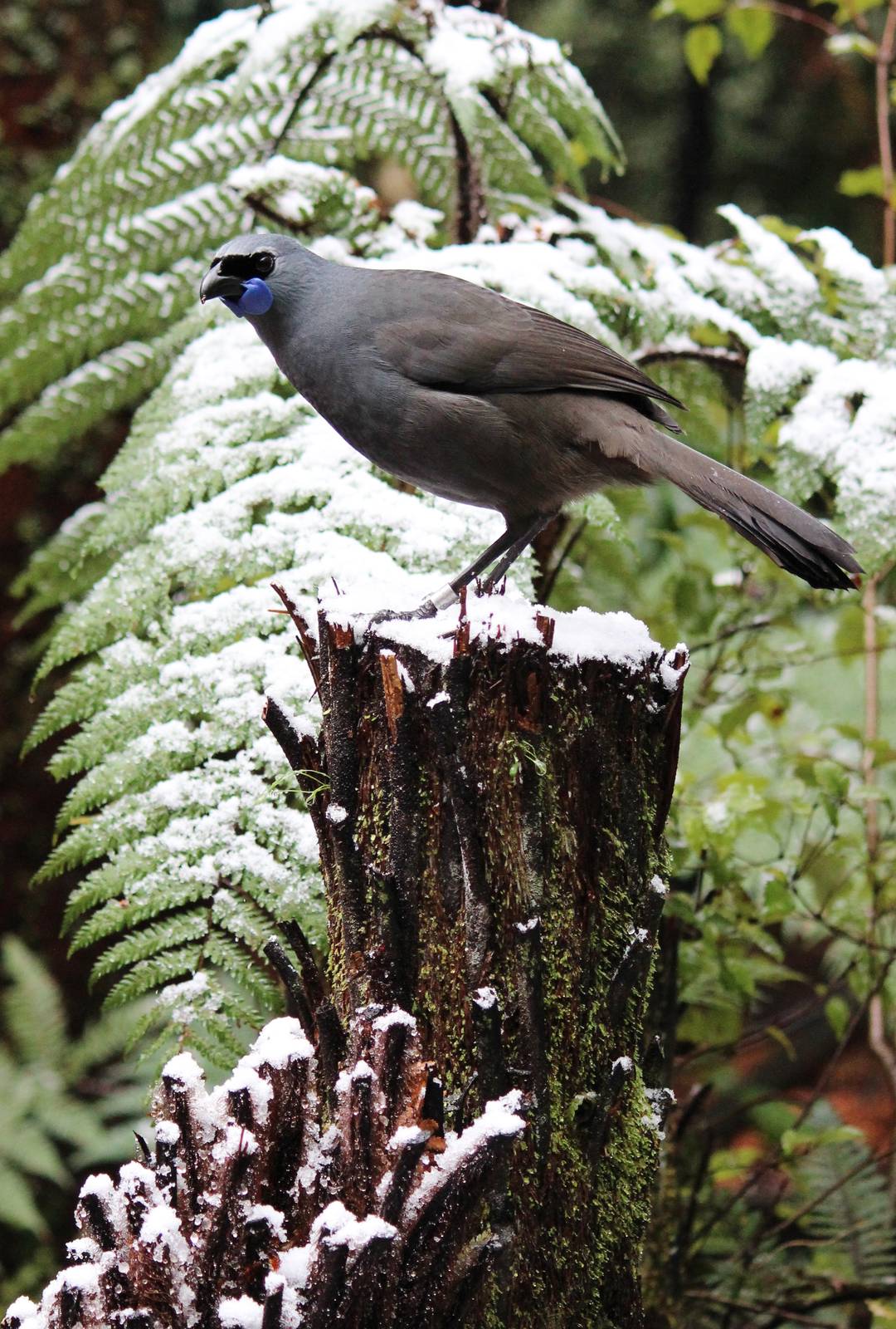Kahurangi Kokako