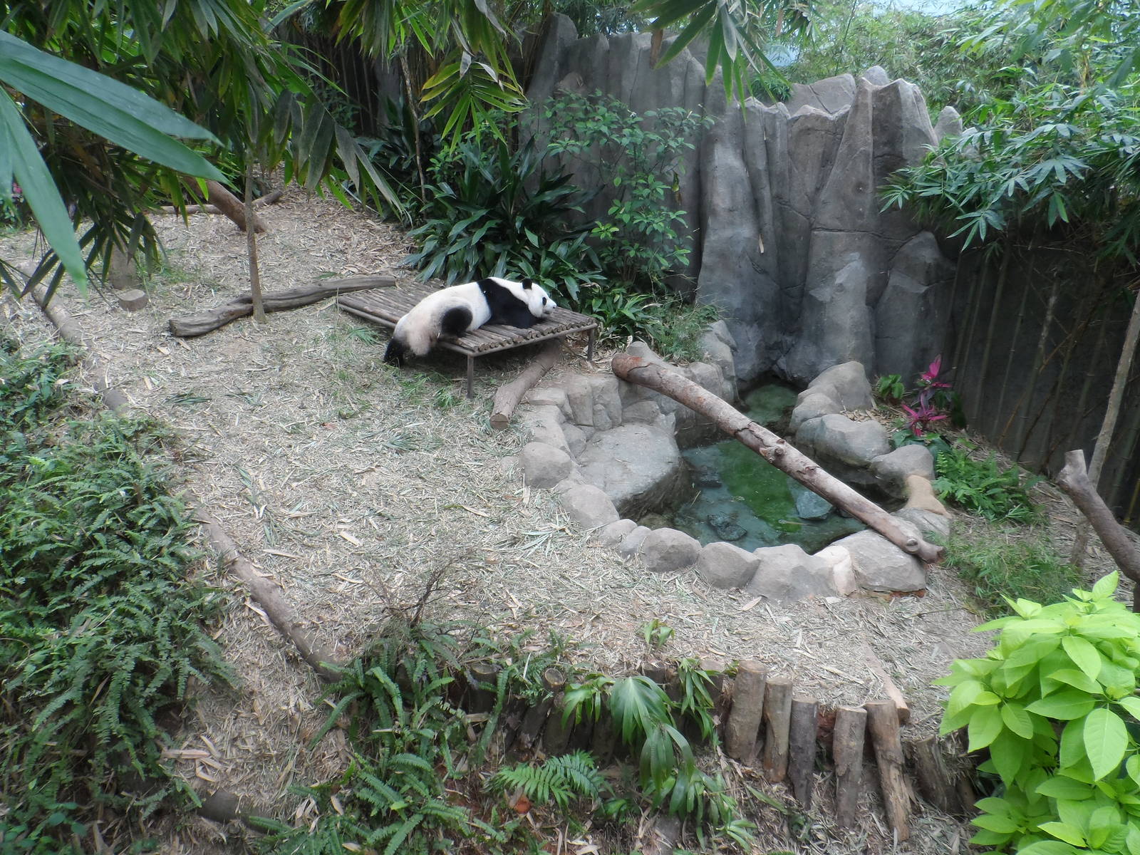 Kai Kai in Giant Panda Forest