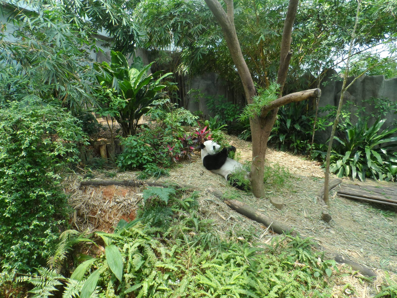 Kai Kai in Giant Panda Forest