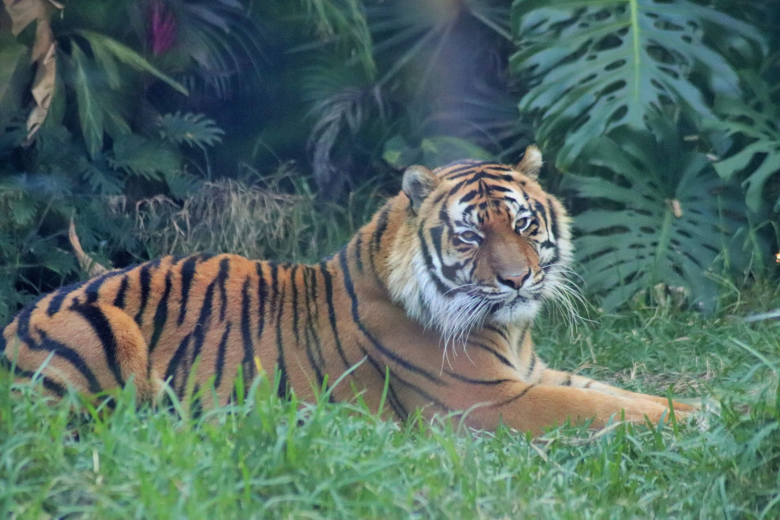 'Kai' - Male Hybrid Tiger (Panthera tigris)