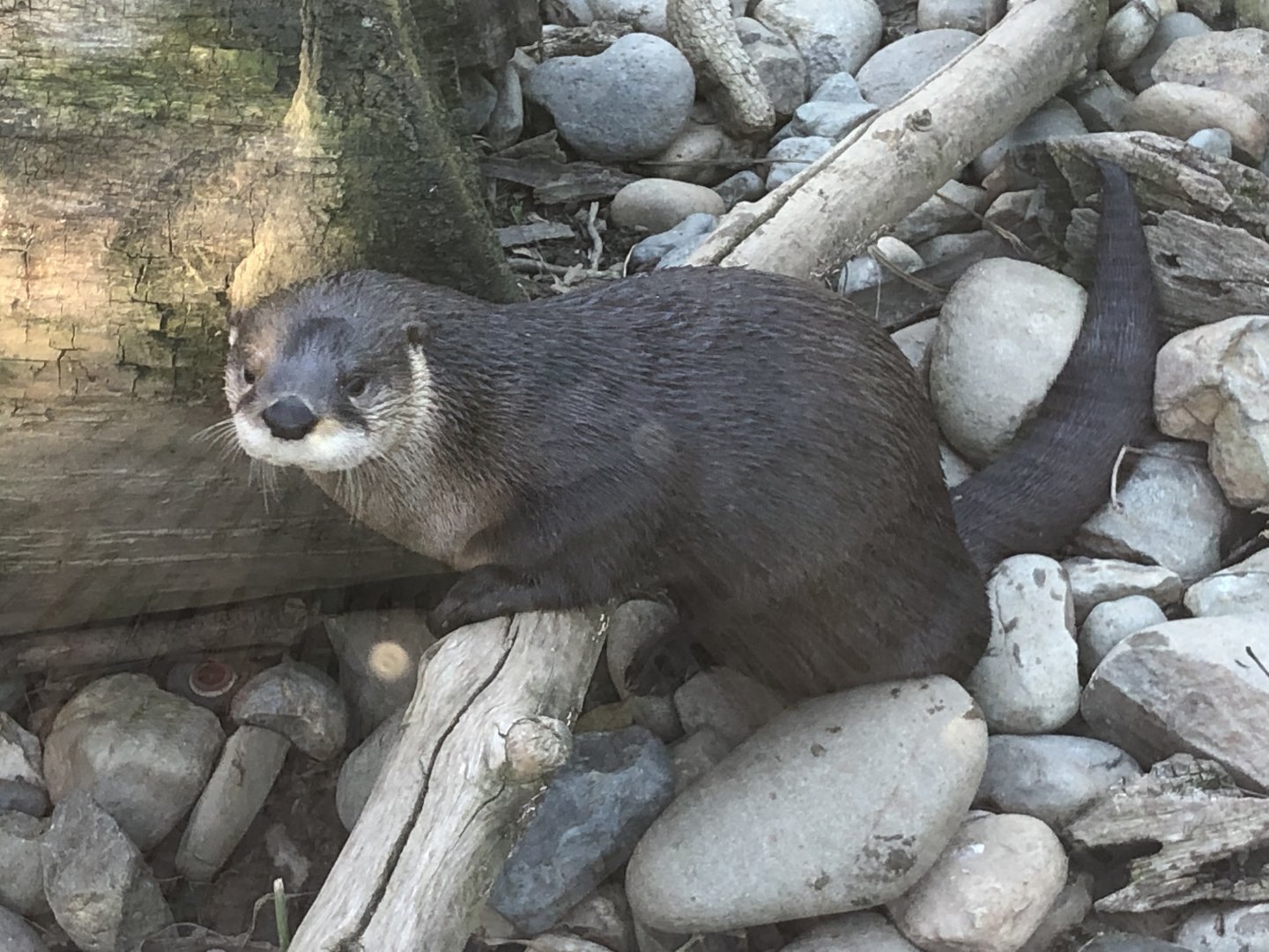 Kai, North American river otter