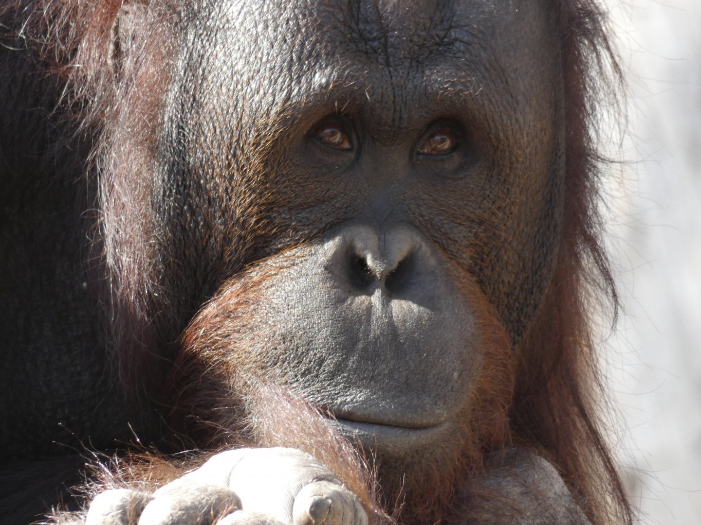 Kai the Bornean Orangutan