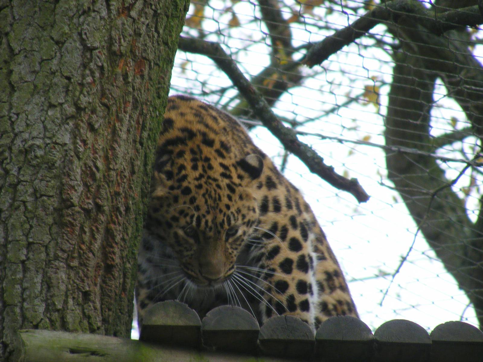 Kaia the Amur leopard at Marwell Wildlife, 13 December 2009