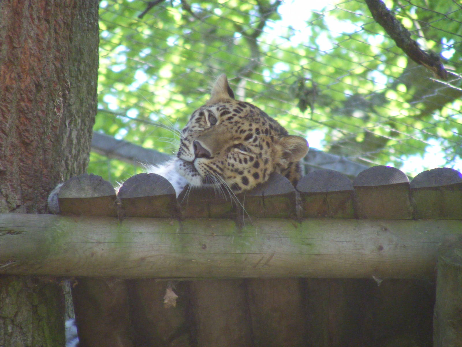 Kaia the Amur leopard at Marwell Wildlife, 27 June 2010
