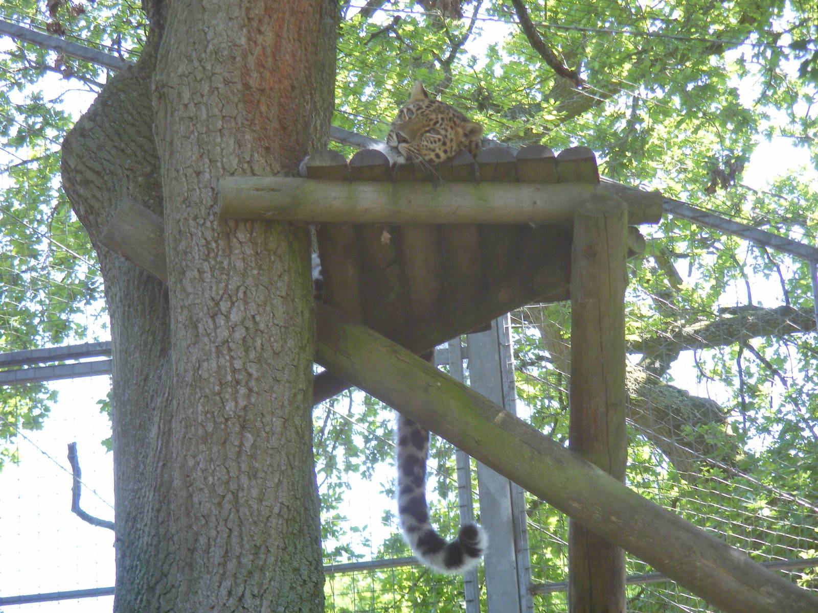 Kaia the Amur leopard at Marwell Wildlife, 27 June 2010