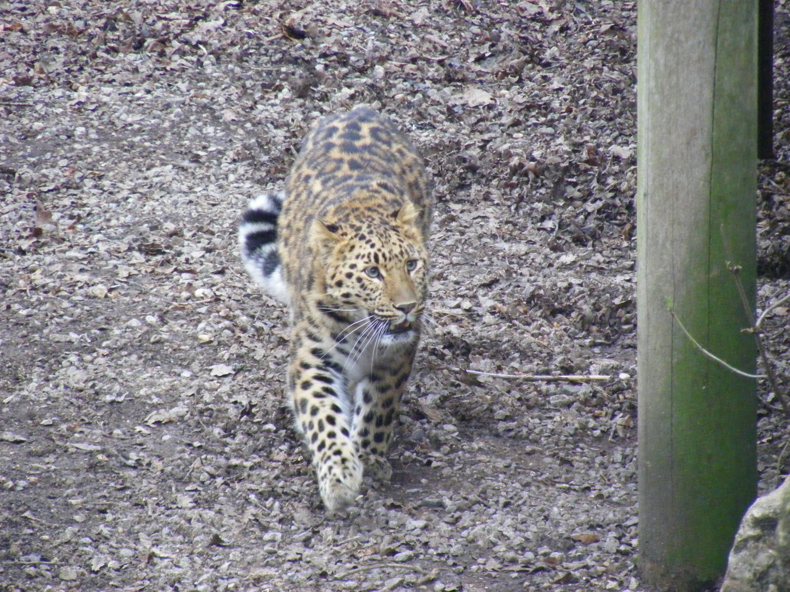 Kaia the Amur leopard at Marwell Wildlife, 29 January 2011